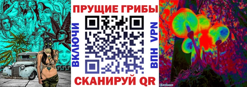 Псилоцибиновые грибы Cubensis это наркотические препараты Губаха